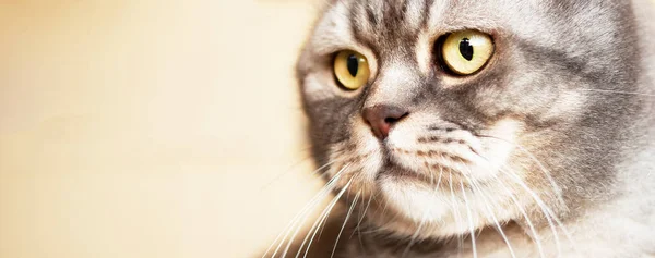 Portrait Beautiful Gray British Shorthair Cat Muzzle Close Banner Copy — Stock Photo, Image