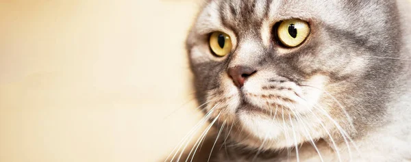 Ritratto Bellissimo Gatto Grigio Della British Shorthair Primo Piano Della — Foto Stock