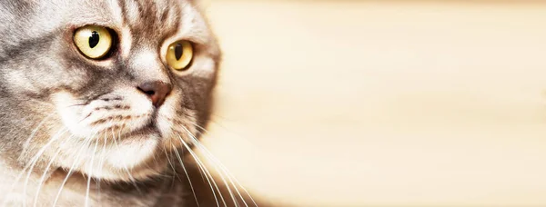 Retrato Hermoso Gato Británico Taquigrafía Gris Bozal Primer Plano Una —  Fotos de Stock