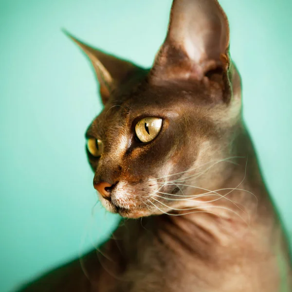 Turkuaz Arka Planda Çok Güzel Bir Sphynx Kedisinin Portresi — Stok fotoğraf