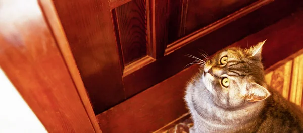 Gri Bir Tekir Ngiliz Shorthair Kedisi Kapıda Oturur Serbest Bırakılmayı — Stok fotoğraf