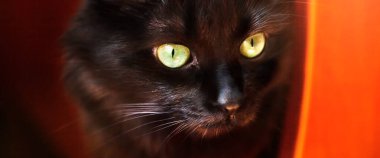 Güzel siyah bir kedinin portresi, büyük yeşil gözlü, anlamlı bakışlı..