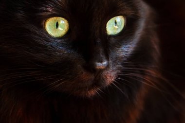 Güzel siyah bir kedinin portresi, büyük yeşil gözlü, anlamlı bakışlı..