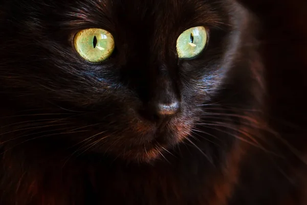 Retrato Belo Gato Preto Com Grandes Olhos Verdes Olhar Expressivo — Fotografia de Stock