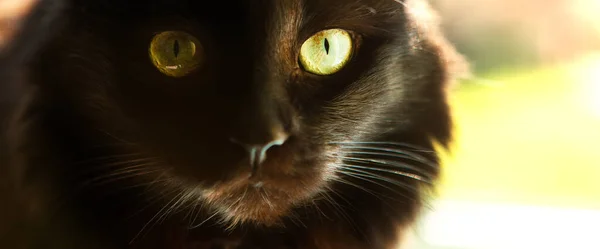大きな緑色の目をした美しい黒い猫の肖像 表情豊かな表情 — ストック写真
