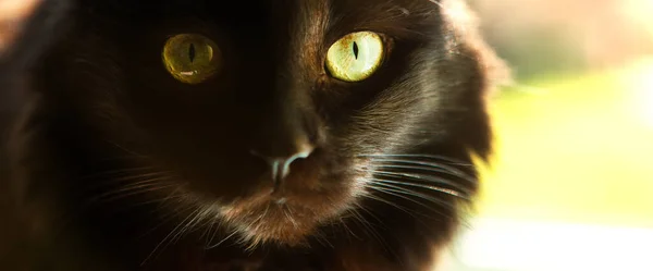 Retrato Belo Gato Preto Com Grandes Olhos Verdes Olhar Expressivo — Fotografia de Stock