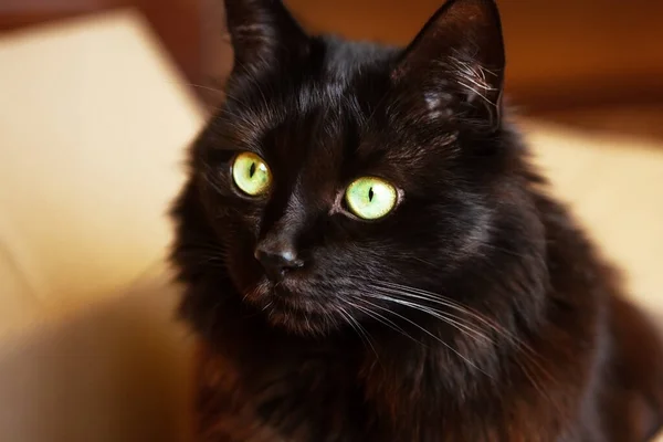 Портрет Чорного Кота Великими Зеленими Очима Який Виглядає Кортона Крупним — стокове фото