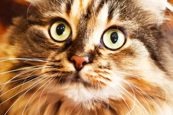 Porträt Einer Sehr Schönen Katze Mit Ausdrucksstarken Augen Blick Nach — Stockfoto