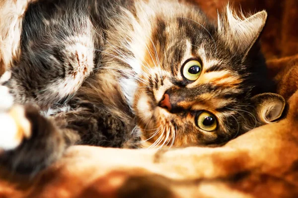 Portrait Very Beautiful Cat Expressive Eyes Which Lies Sofa Looks — Stok fotoğraf