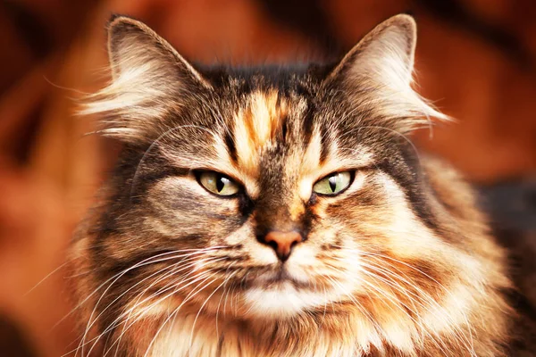 Porträt Einer Sehr Schönen Katze Mit Ausdrucksstarken Augen Blickt Die — Stockfoto