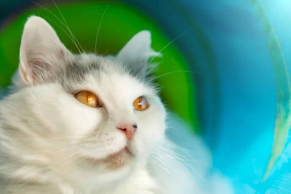 Velmi Krásná Bílá Kočka Kočičím Tunelu Portrét Detail — Stock fotografie