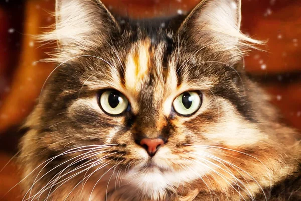 Porträt Einer Sehr Schönen Katze Mit Ausdrucksstarken Augen Blickt Die — Stockfoto