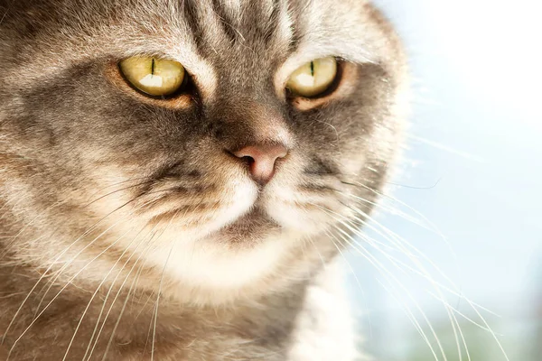 Portrait Close Incredibly Beautiful Gray British Shorthair Cat Sitting Windowsill — стоковое фото