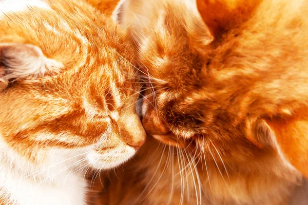 Couple Happy Kittens Sleeping Together Love Card Photos Two Ginger — Stok fotoğraf