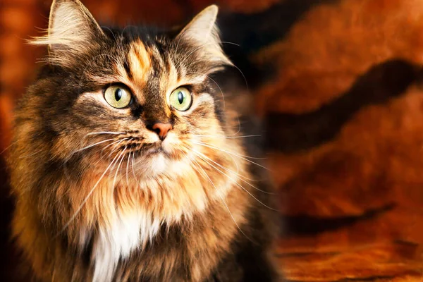 Portrét Velmi Krásné Kočky Výraznýma Očima Pohled Strany Detailní Záběr — Stock fotografie