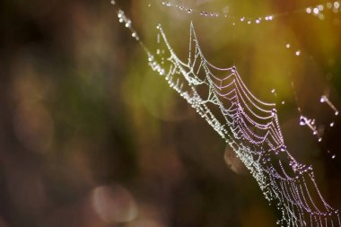  spider web threads with dew drops and sun glare, on blurred background