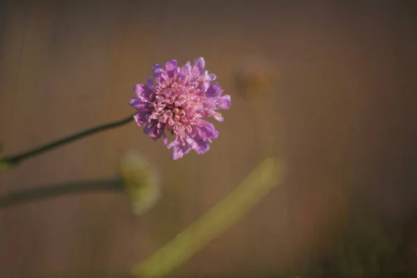 Flower Dew Drops Sunrise Macro — Stockfoto