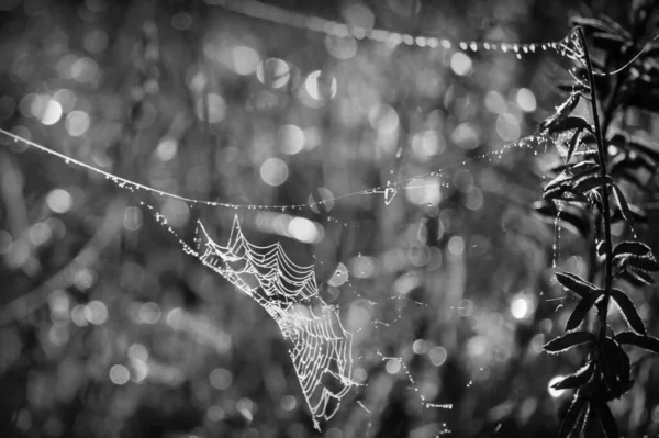 Spider Web Threads Dew Drops Sun Glare Dark Blurred Background — Photo