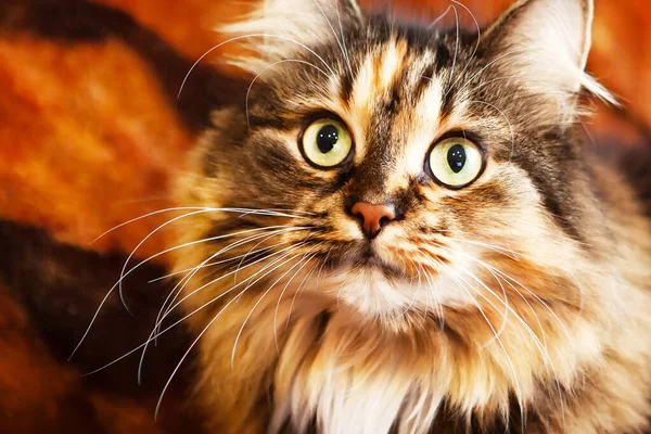Portrét Velmi Krásné Kočky Výraznýma Očima Pohled Nahoru Detailní Záběr — Stock fotografie