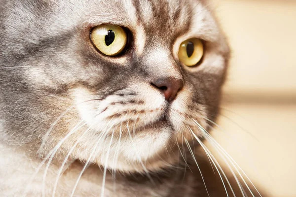 Portrait Incredibly Beautiful Gray British Shorthair Cat Close — Φωτογραφία Αρχείου