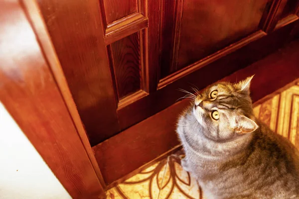 A gray tabby British Shorthair cat sits at the door. — Stok fotoğraf