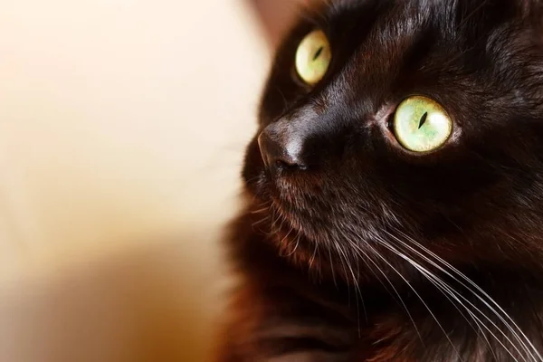 大きな緑色の目をした黒い猫の肖像画で コルトンの箱 クローズアップから見ています — ストック写真