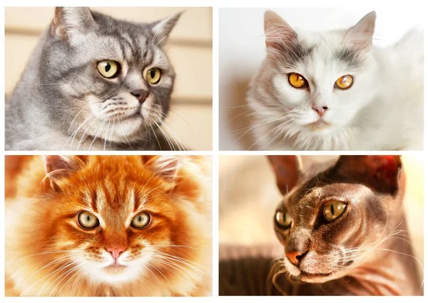 Koláž Portrétů Čtyř Různých Koček Jako Odraz Rozdílů Temperamentu Osobnosti — Stock fotografie