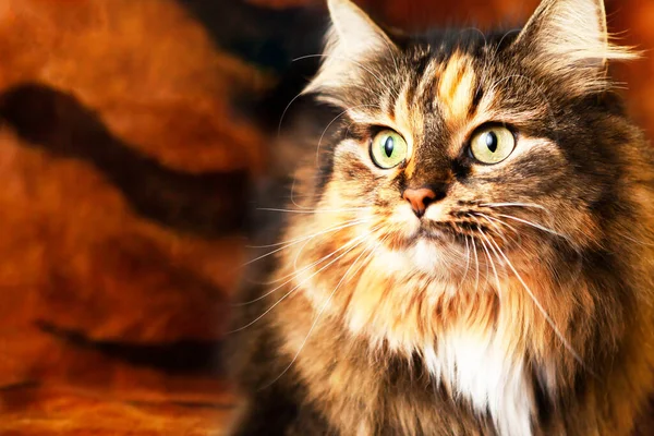 Porträt Einer Sehr Schönen Katze Mit Ausdrucksstarken Augen Seitlicher Blick — Stockfoto