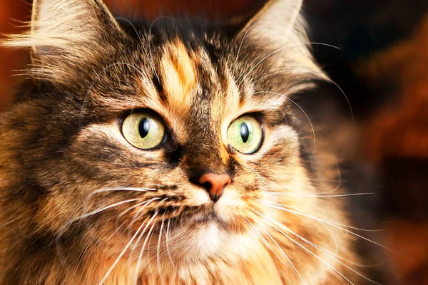 Πορτρέτο μιας πολύ όμορφης γάτας με εκφραστικά μάτια. — Φωτογραφία Αρχείου