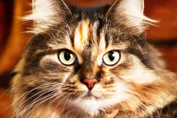 Porträt Einer Sehr Schönen Katze Mit Ausdrucksstarken Augen Blickt Die — Stockfoto