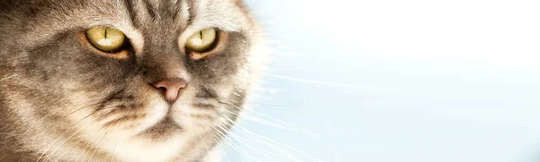 Портрет Невероятно Красивого Серого Британского Короткошерстного Кота Сидящего Подоконнике Окном — стоковое фото
