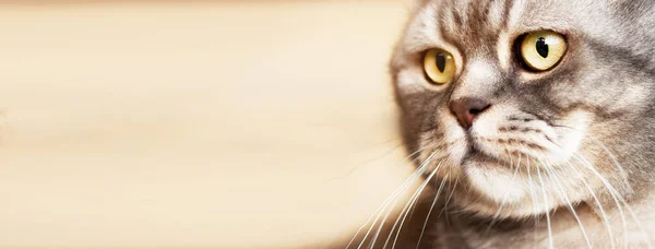 Retrato Hermoso Gato Británico Taquigrafía Gris Bozal Primer Plano Una —  Fotos de Stock