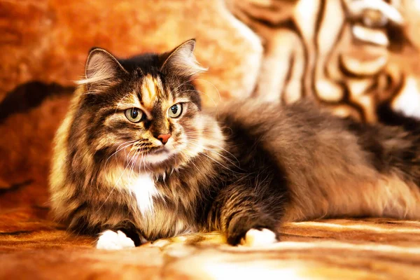 Retrato Gato Muito Bonito Parece Tigre Olha Para Lado Ilustração — Fotografia de Stock