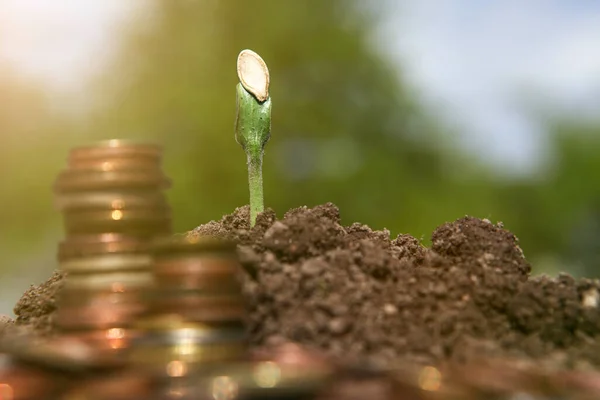 Finanzierungskonzept Geldwachstumskonzept Geschäftserfolgskonzept Ein Junger Sprössling Wächst Auf Einem Haufen — Stockfoto