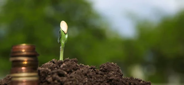 A fiatal növény talaj érmék. — Stock Fotó