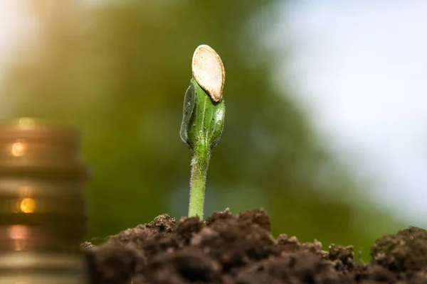 Pièces de monnaie dans le sol avec jeune plante . — Photo