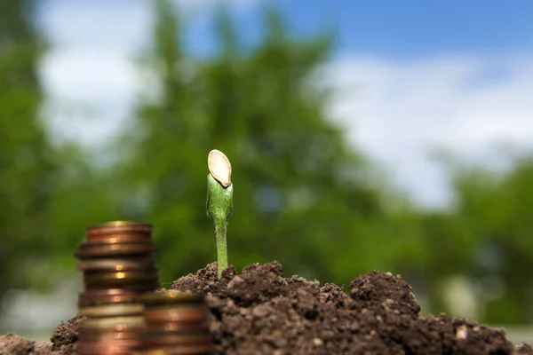 Mynt i jord med unga växten. — Stockfoto