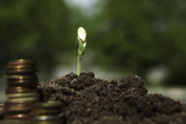 Pièces de monnaie dans le sol avec jeune plante . — Photo