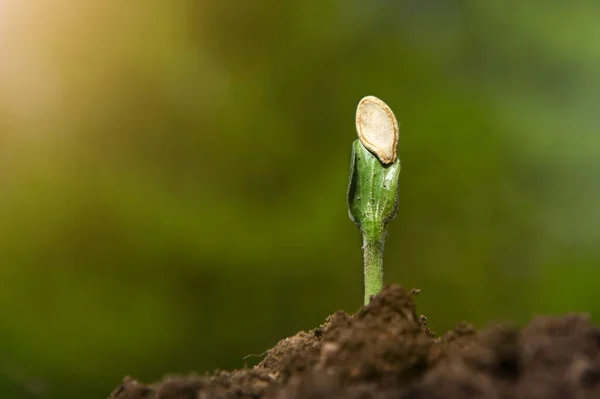 Un brote de calabaza joven crece en el suelo. —  Fotos de Stock