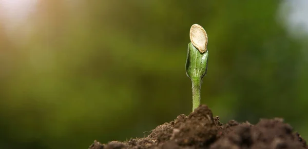 Ein junger Kürbiskeim wächst an einem sonnigen Tag aus der Erde, auf einem verschwommenen natürlichen Hintergrund. — Stockfoto