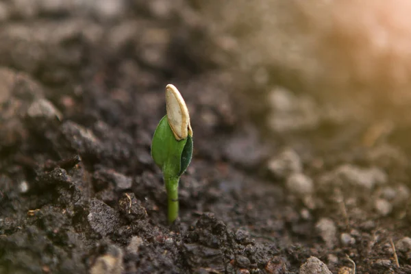 Young green sprout growing from soil. — Stock Photo, Image