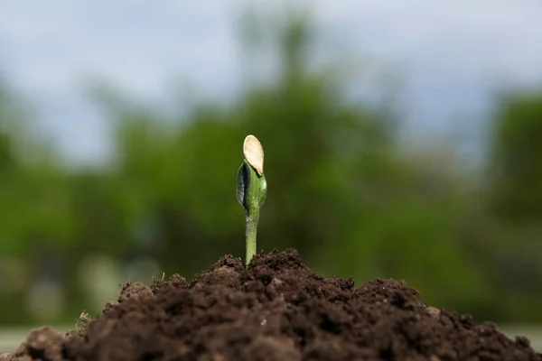 Un brote de calabaza joven crece del suelo en un día soleado, sobre un fondo natural borroso. —  Fotos de Stock