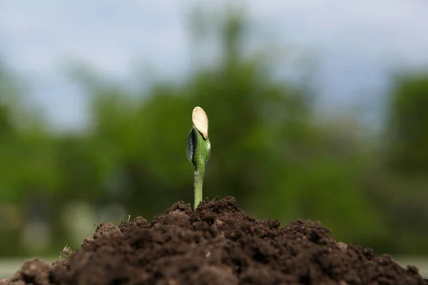 Een jonge pompoen ontspruit uit de grond op een zonnige dag, op een wazige natuurlijke achtergrond. — Stockfoto