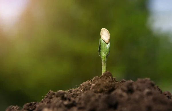 Ein junger Kürbiskeim wächst an einem sonnigen Tag aus der Erde, auf einem verschwommenen natürlichen Hintergrund. — Stockfoto