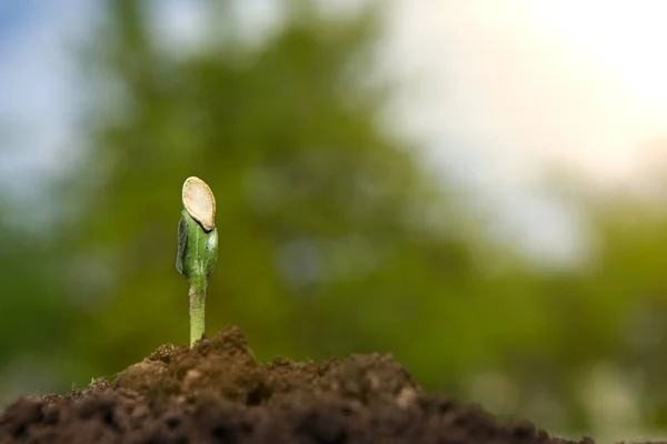 Молода паростка гарбуза росте з ґрунту в сонячний день, на розмитому природному фоні . — стокове фото
