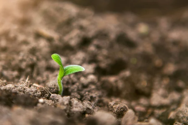 Young green sprout growing from soil. — Stock Photo, Image