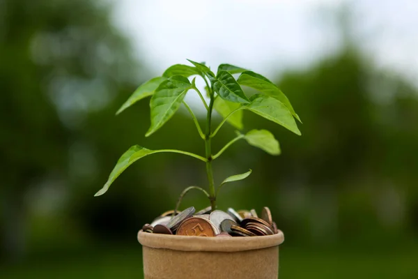 사업, 재정, 투자에 대한 개념. 이 식물은 동전이 담긴 용기 속에서 자란다. — 스톡 사진