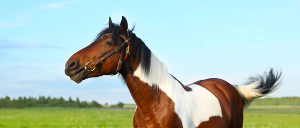 Cavallo bruno-bianco al pascolo — Foto Stock