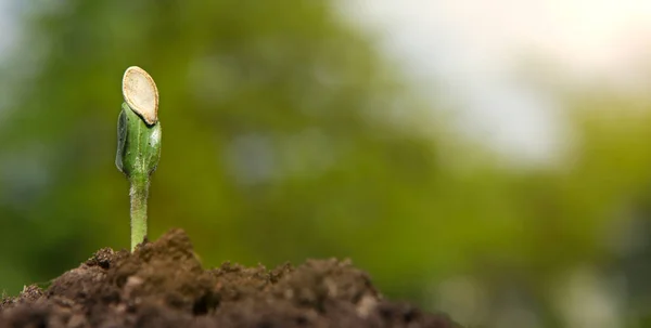 Młody kiełek dyni wyrasta z gleby w słoneczny dzień, na niewyraźnym naturalnym tle. — Zdjęcie stockowe