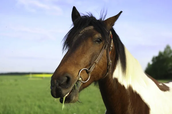 Πορτρέτο του πανέμορφου άλογο χρώμα. — Φωτογραφία Αρχείου